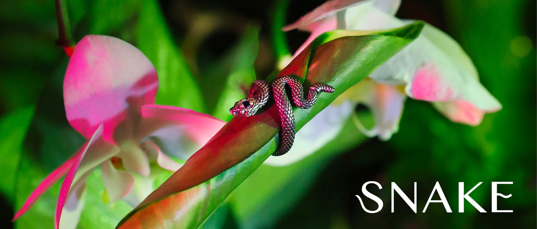 snake_header_desk